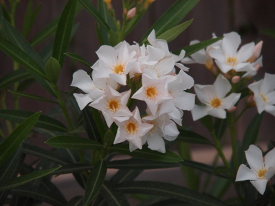 [These white, five-petaled flowers have the edges of the petals curving inward so they appear star-shaped. Other than that, they are very similar to the oleanders.]